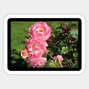 3 Pink Blooms Sticker